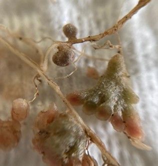 Rhizobia Nodules that have fixed nitrogen nutrient-cycling-rhizobia-fixing-nitrogen.jpg